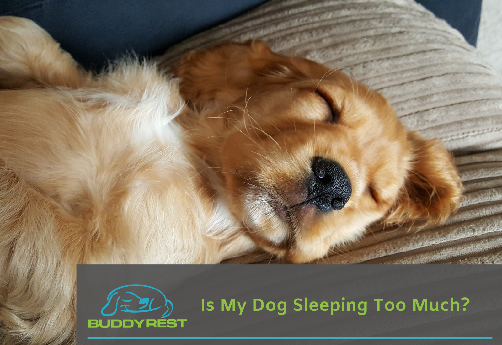 Is My Dog Sleeping Too Much Buddyrest Com