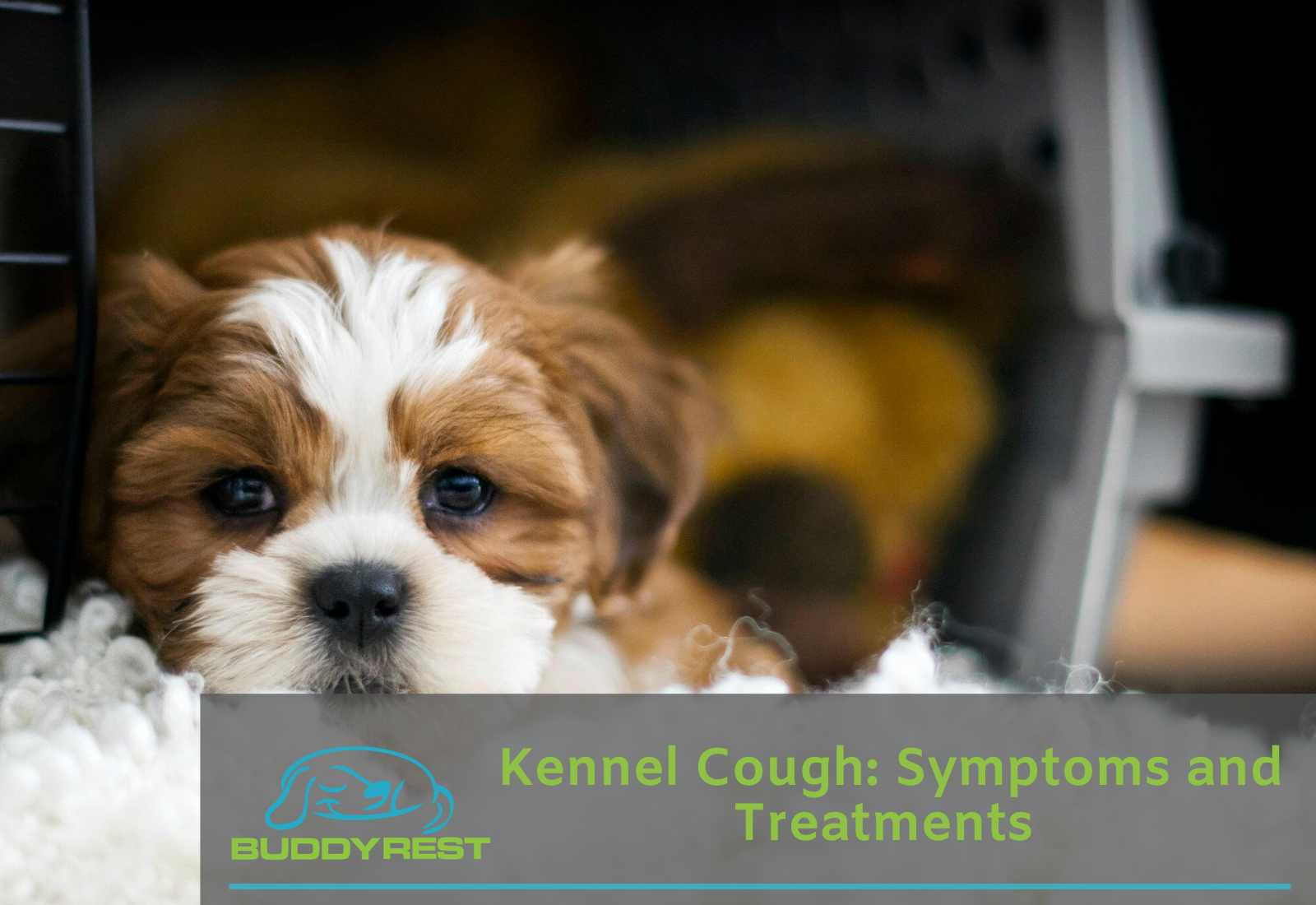 kennel cough lethargy