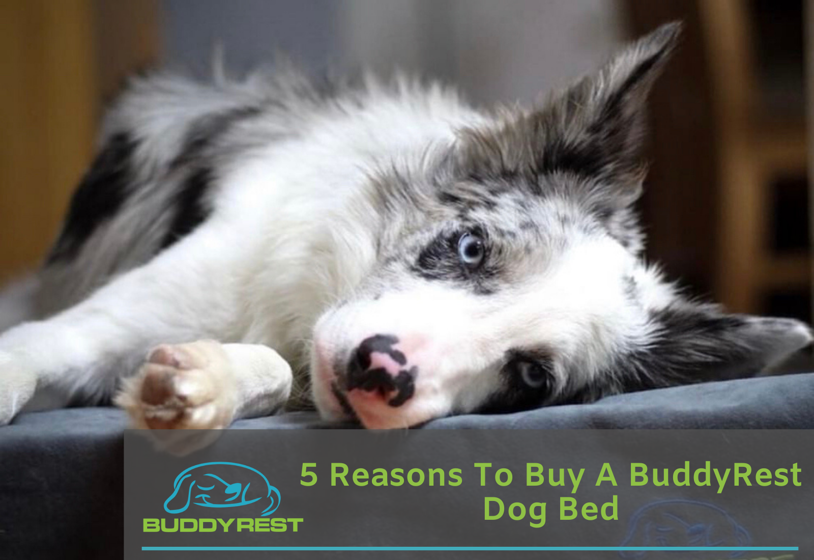 where to buy dog beds