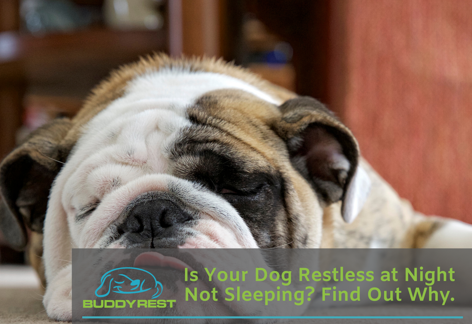 where do your dogs sleep at night