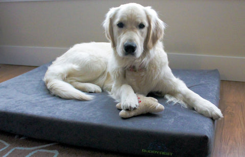 Golden retriever on a grey orthopedic dog bed