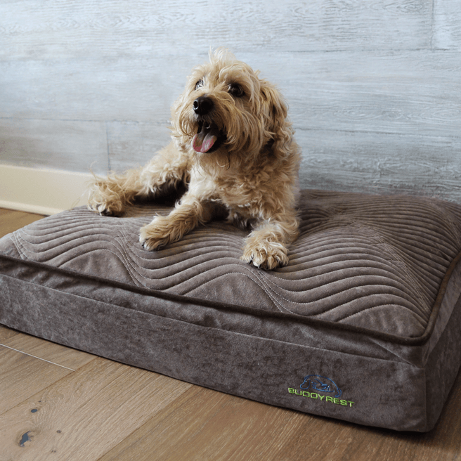 A small brown curly haired dog laying on a chocolate BuddyRest affinity dog bed