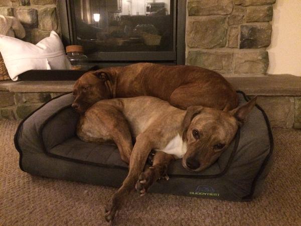 two medium brown dogs sharing a buddyrest crown supreme dog bed