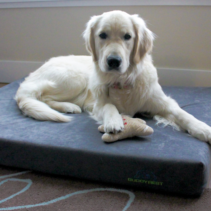 a white labradoodle laying on a gray buddyrest comfort deluxe dog bed