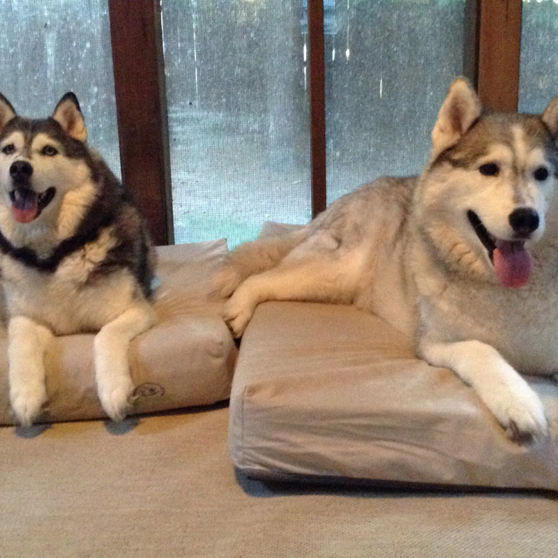 Two Huskies laying on their own champagne beige buddyrest comfort deluxe dog beds