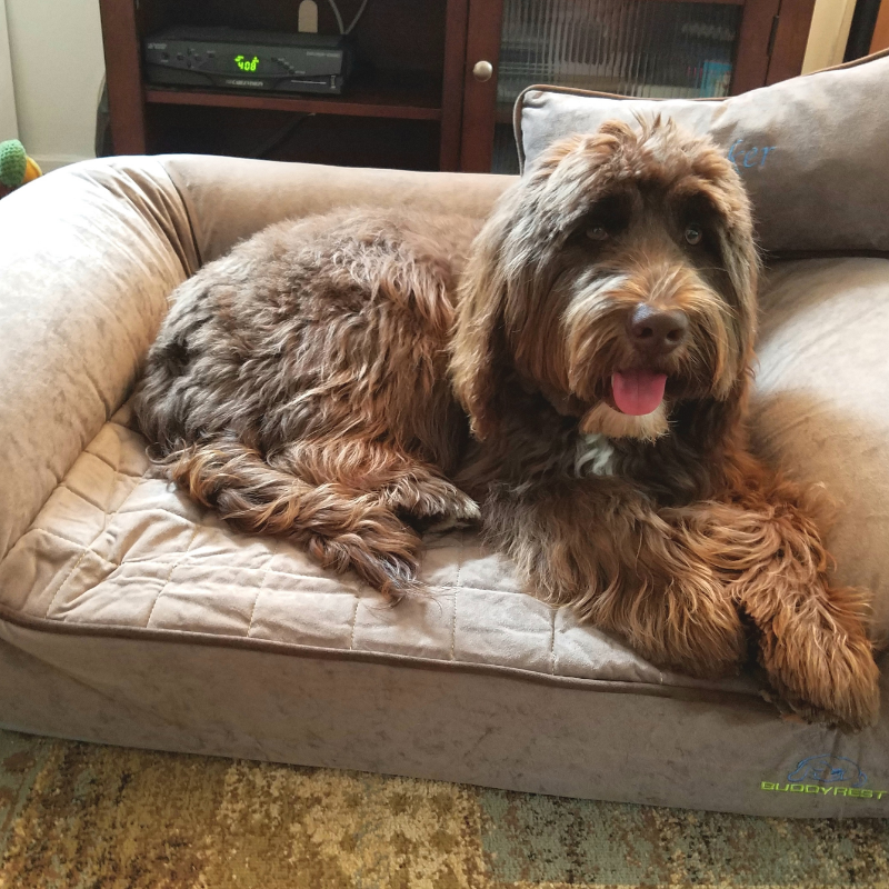 A large bernedoodle laying on a mocha buddyrest romeo dog bed