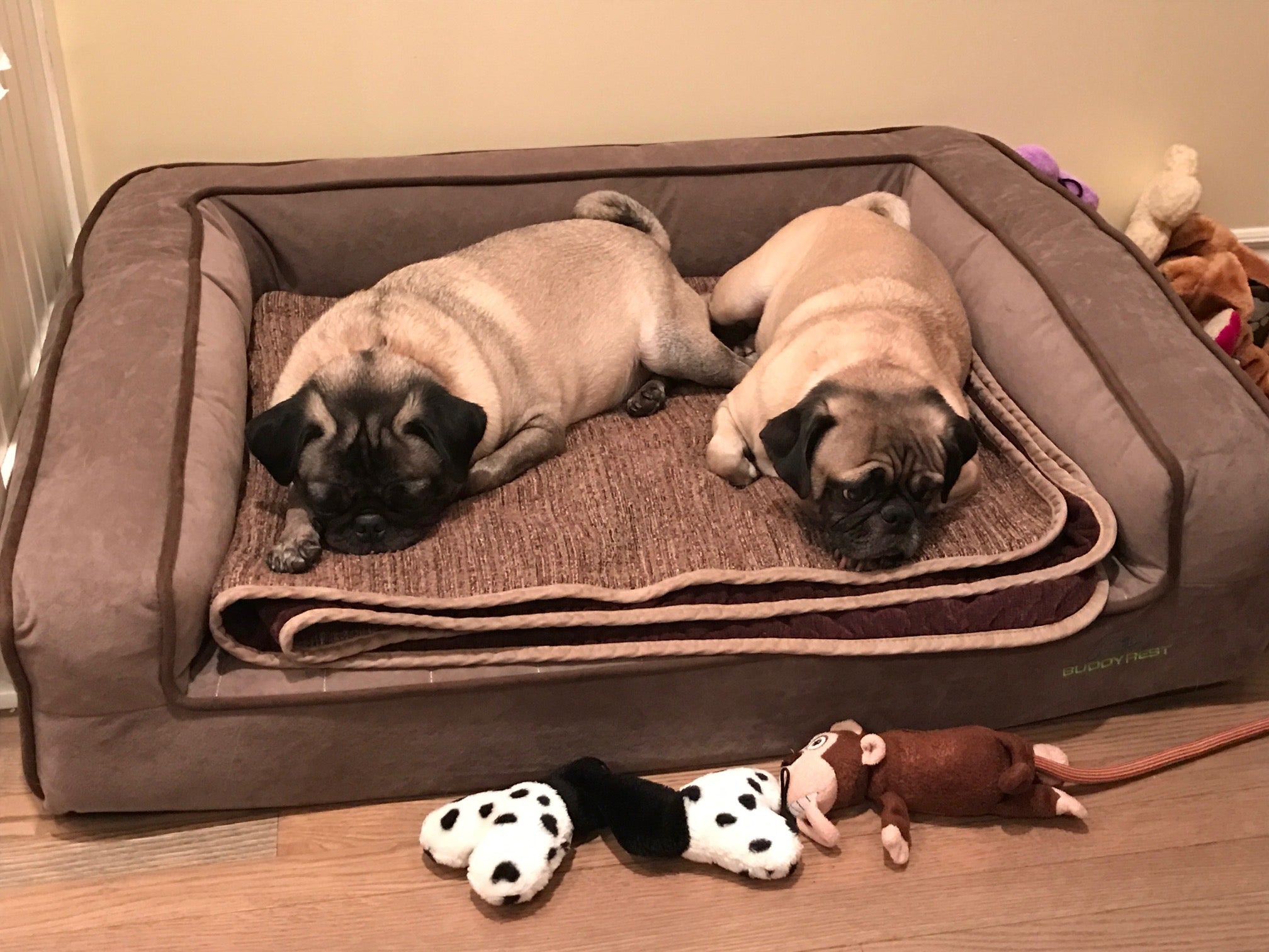 two pugs both sharing a mocha buddyrest crown supreme dog bed