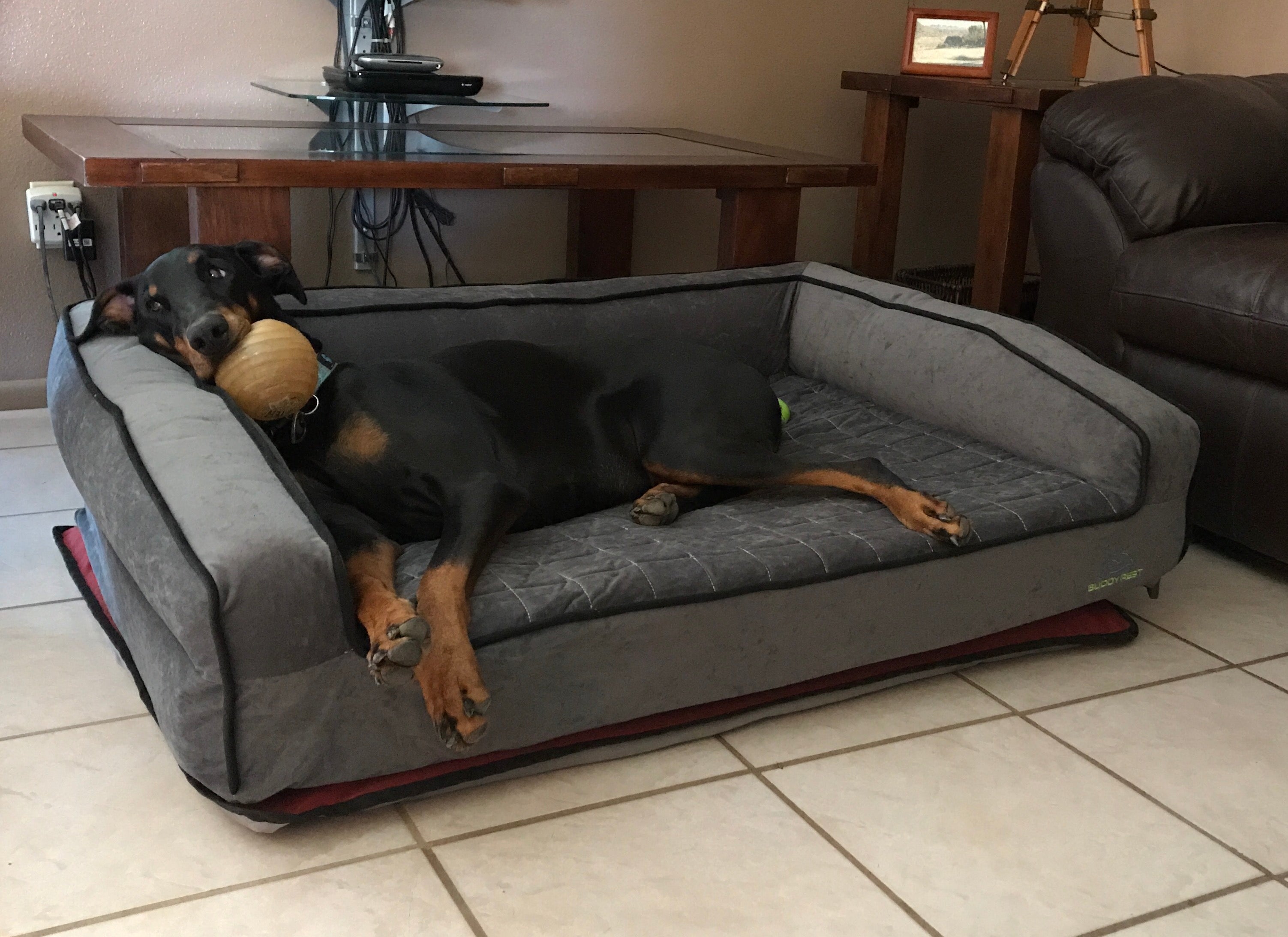 a black and brown doberman laying on a grey buddyrest crown supreme dog bed