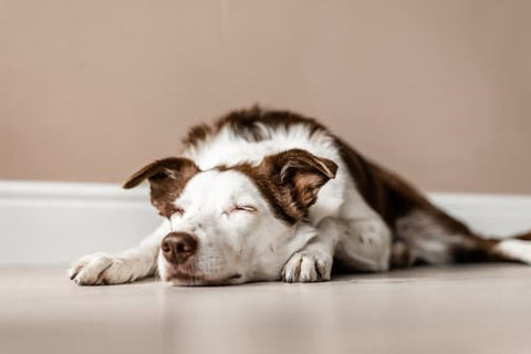 White and brown dog laying on the floor sleeping