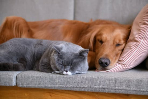 Golden retriever sleeping on a couch with a grey cat