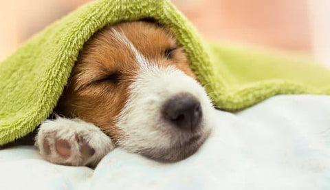 Small terrier sleeping in a dog bed with a green blanket on their head