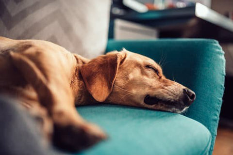 Yellow Lab sleeping on a teal couch 