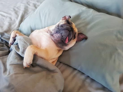 Pug Laying in bed belly up with their tongue out