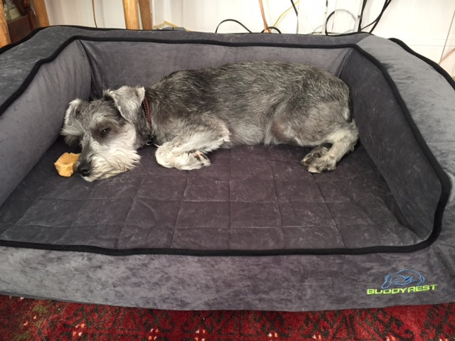 a small grey and white dog laying on a gray buddyrest crown supreme dog bed