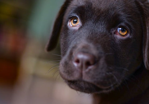 Chew resistant dog beds for puppies