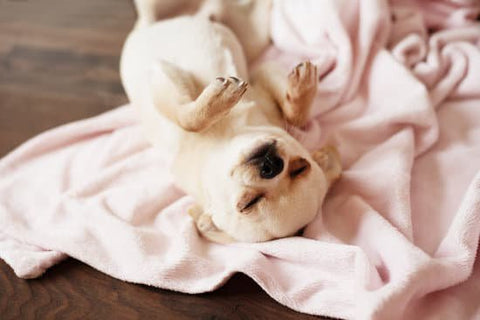 puppies sleeping on their back