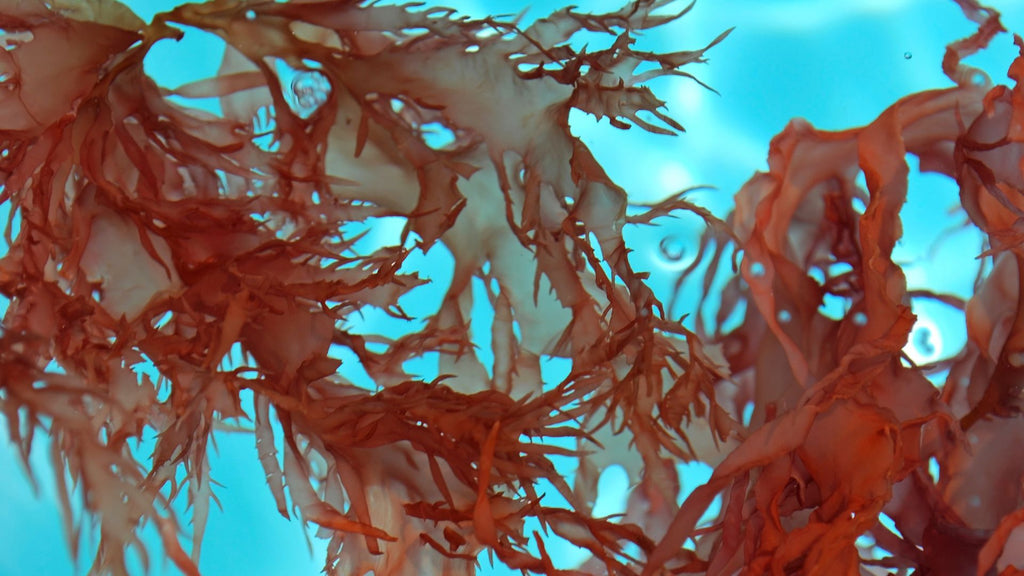 Red seaweed used in natural skincare