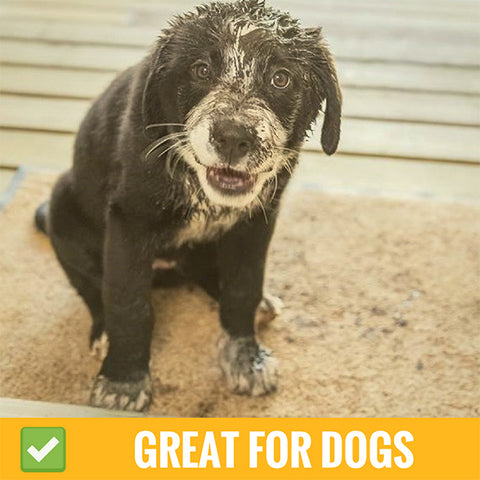 Tackling Messy Paws with Absorbent Mud Rugs and Mats for Dogs - Miracle Mat