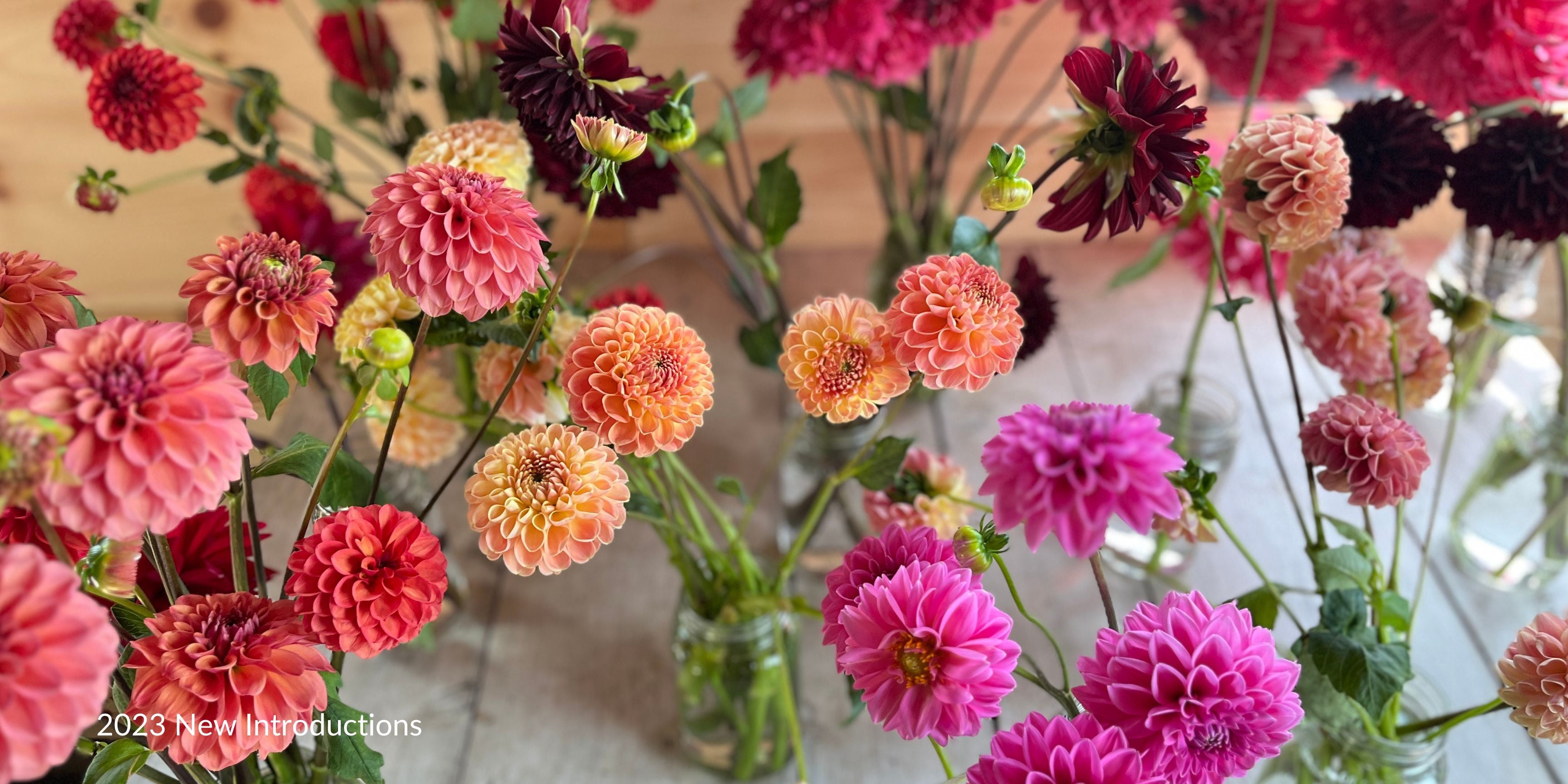 2023 new dahlia introductions
