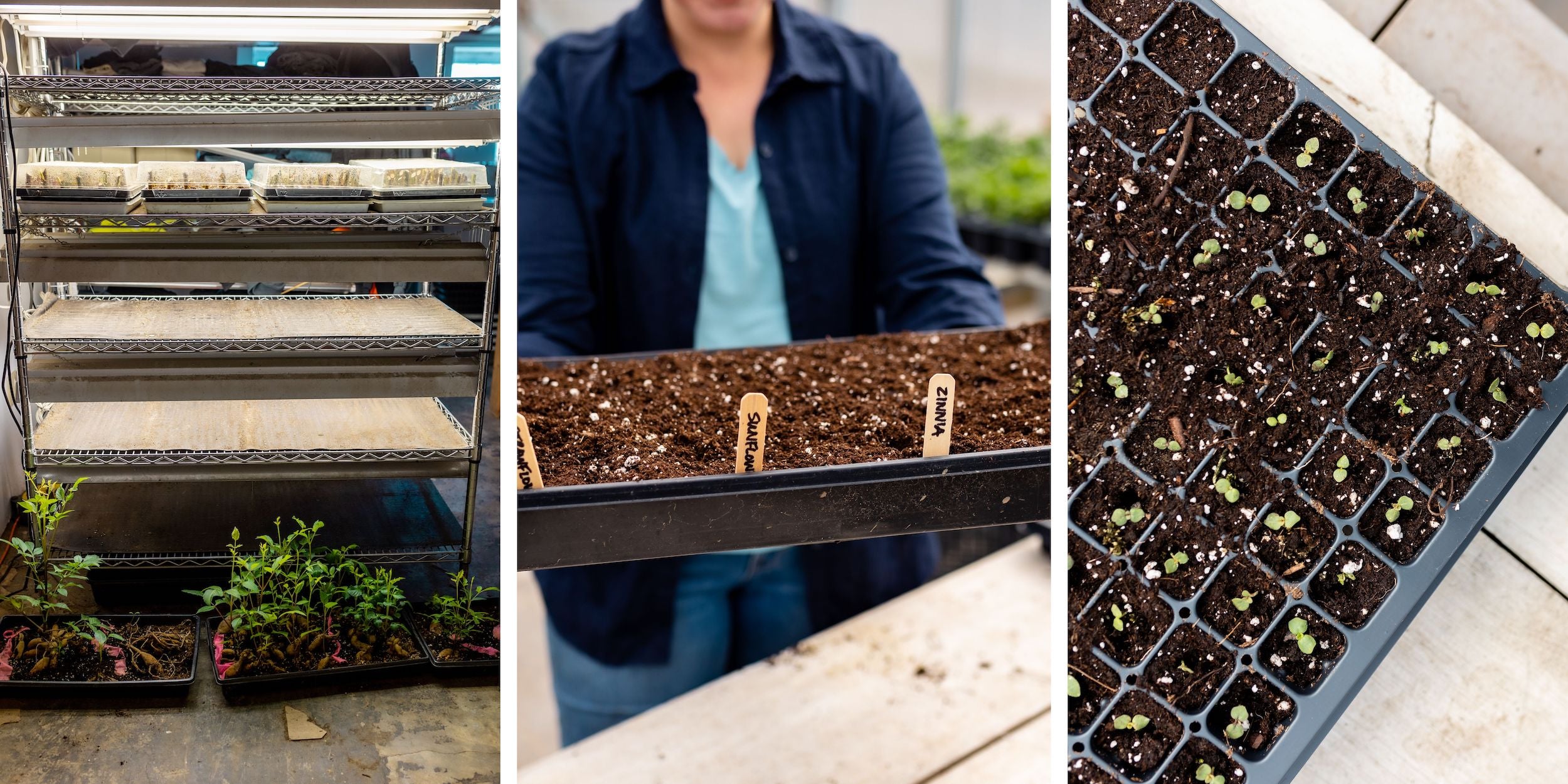 Various pictures of seed starting at Rooted Flowers