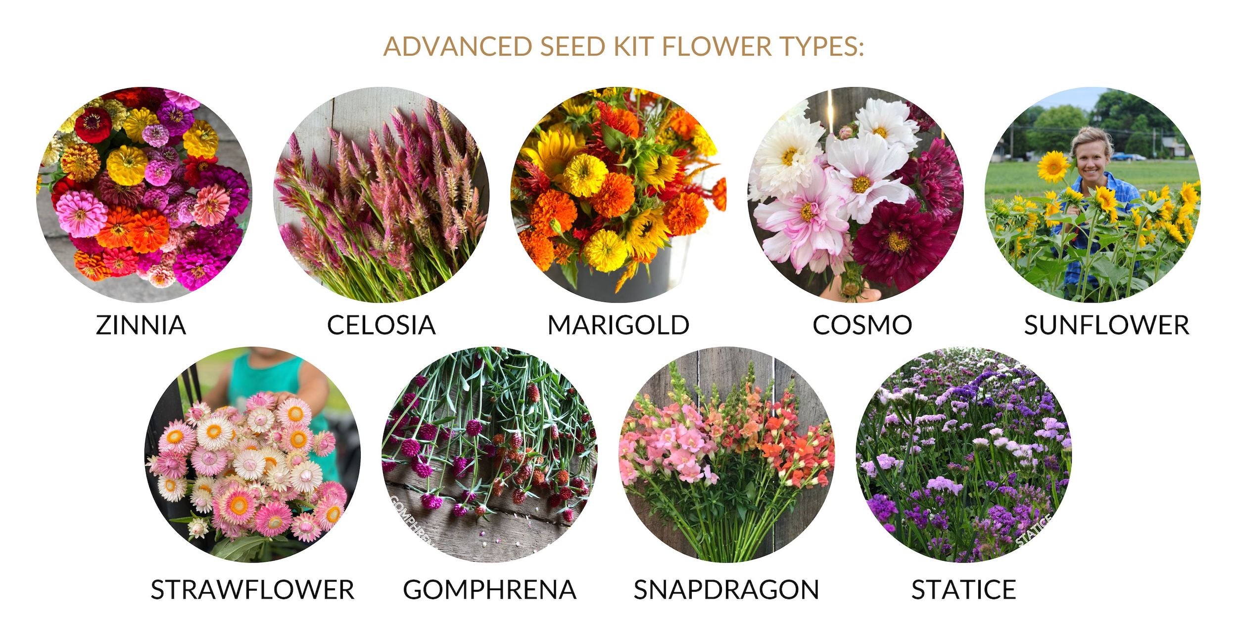 Advanced seed kit seeds include zinnia, celosia, cosmos, marigold, sunflower, snapdragon, gomphrena, statice, and strawflower.