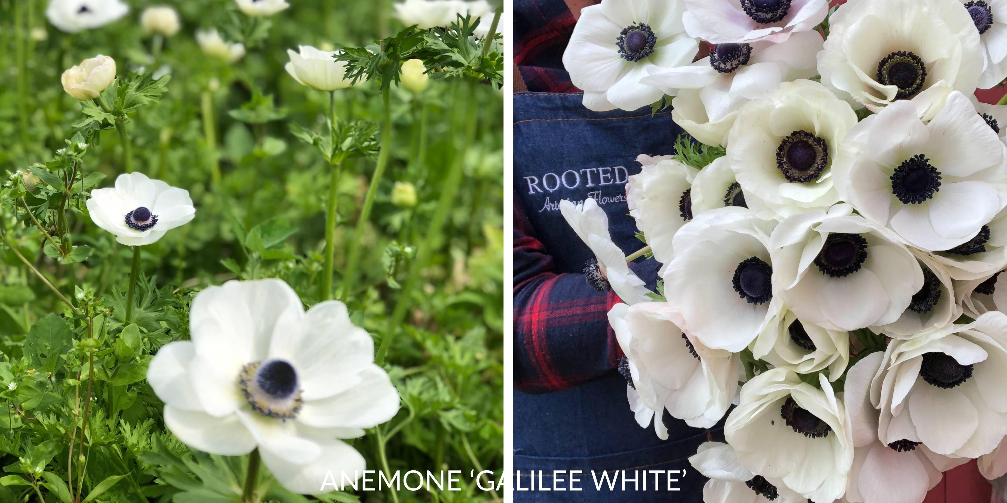 Vibrant anemone flowers with silky petals and dark centers, arranged in a lush bouquet.