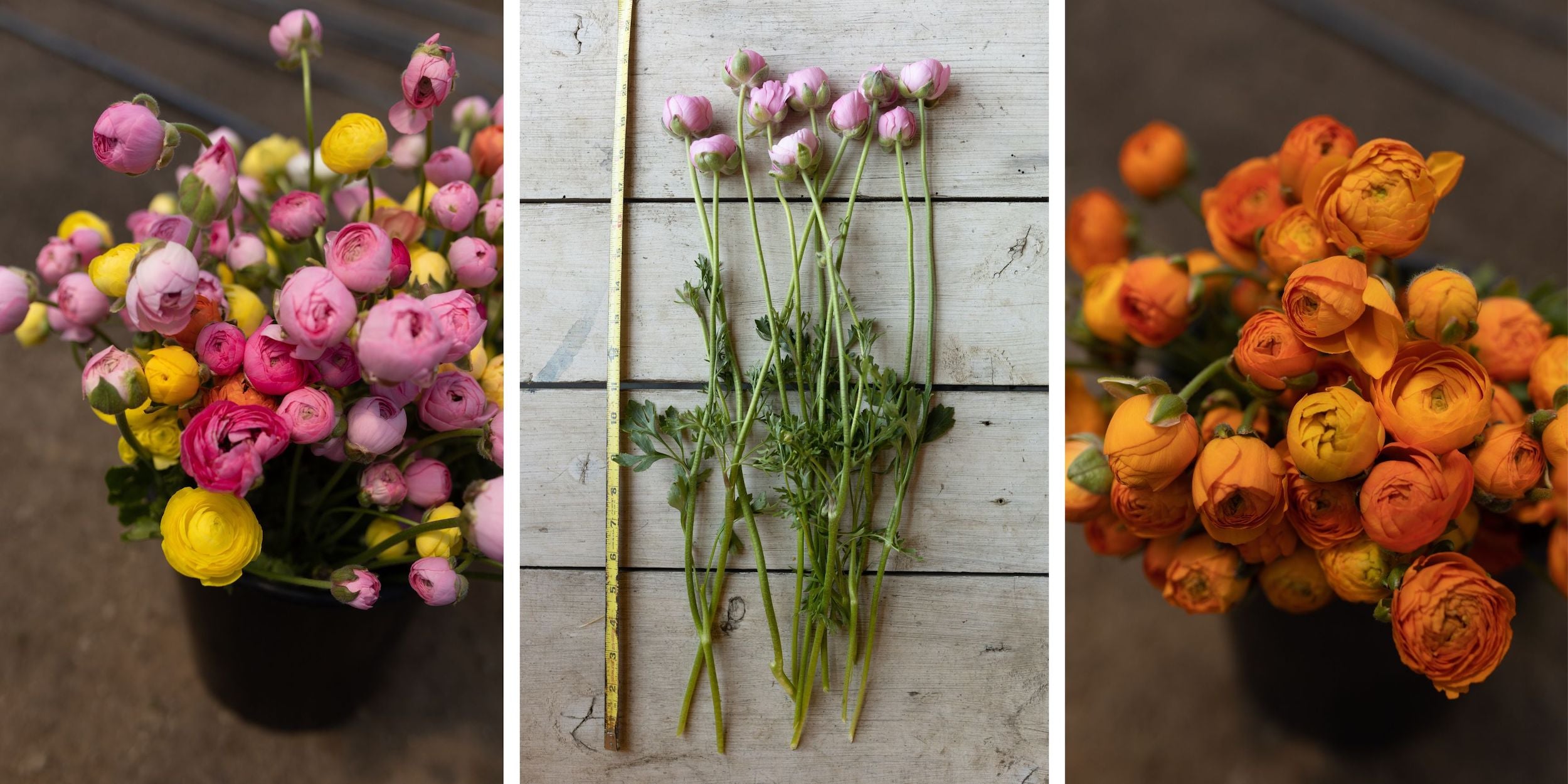 Rooted Flowers ranunculus