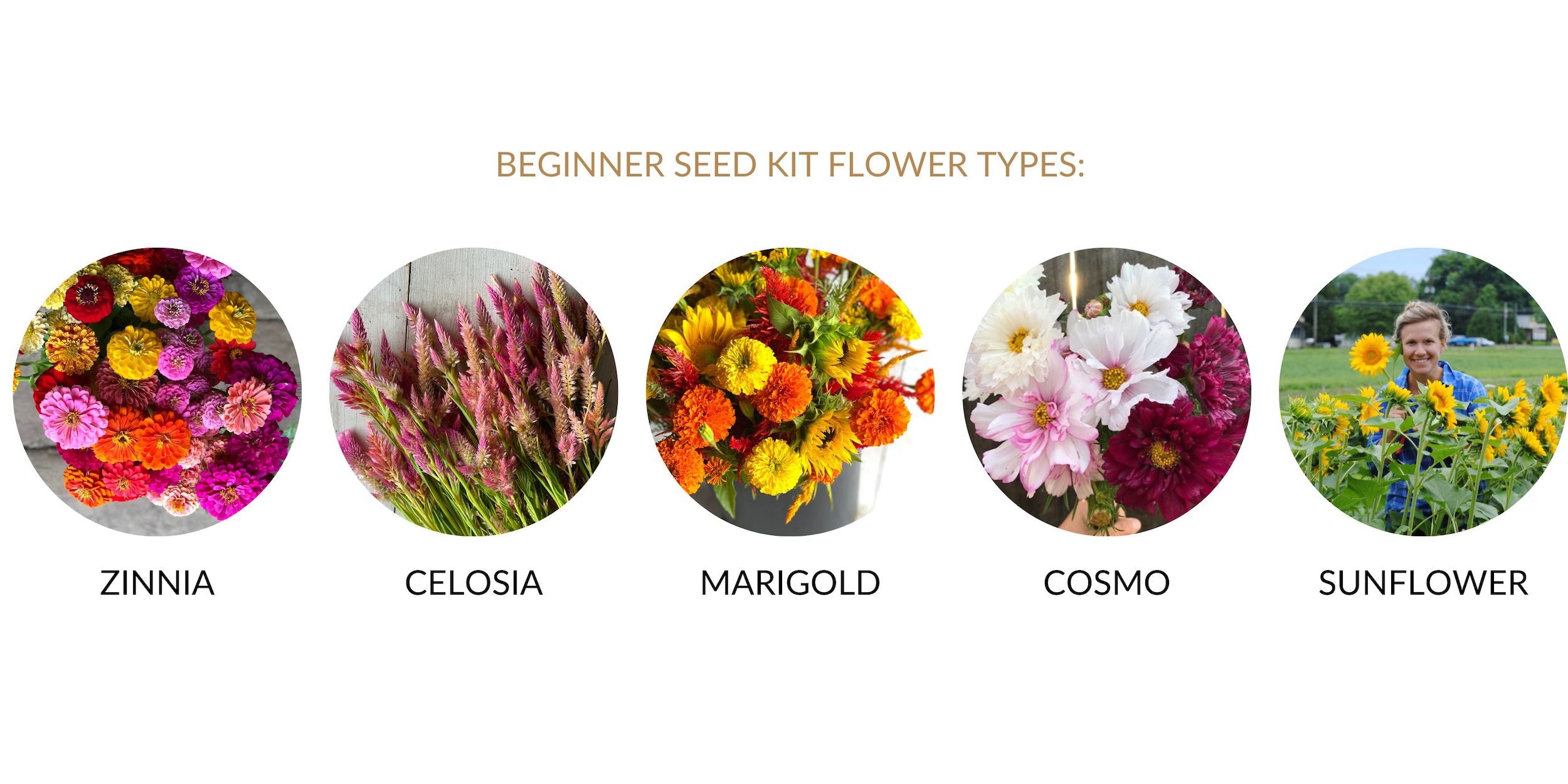 Beginner seeds kit seeds include zinnia, cosmo, celosia, sunflower, and marigold at Rooted Flowers.