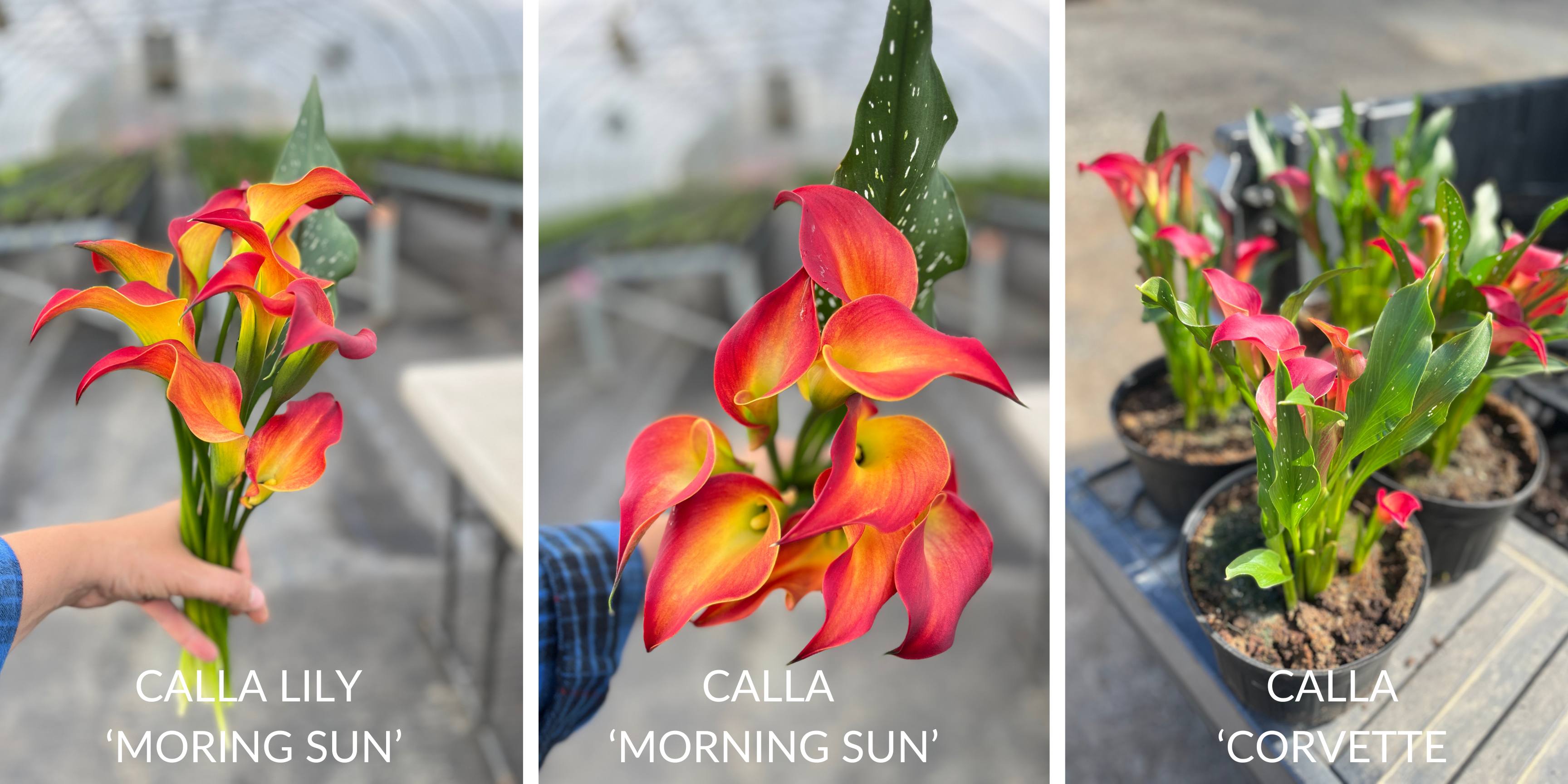 Vibrant potted Calla Lily in full bloom with lush green leaves in a stylish indoor setting.