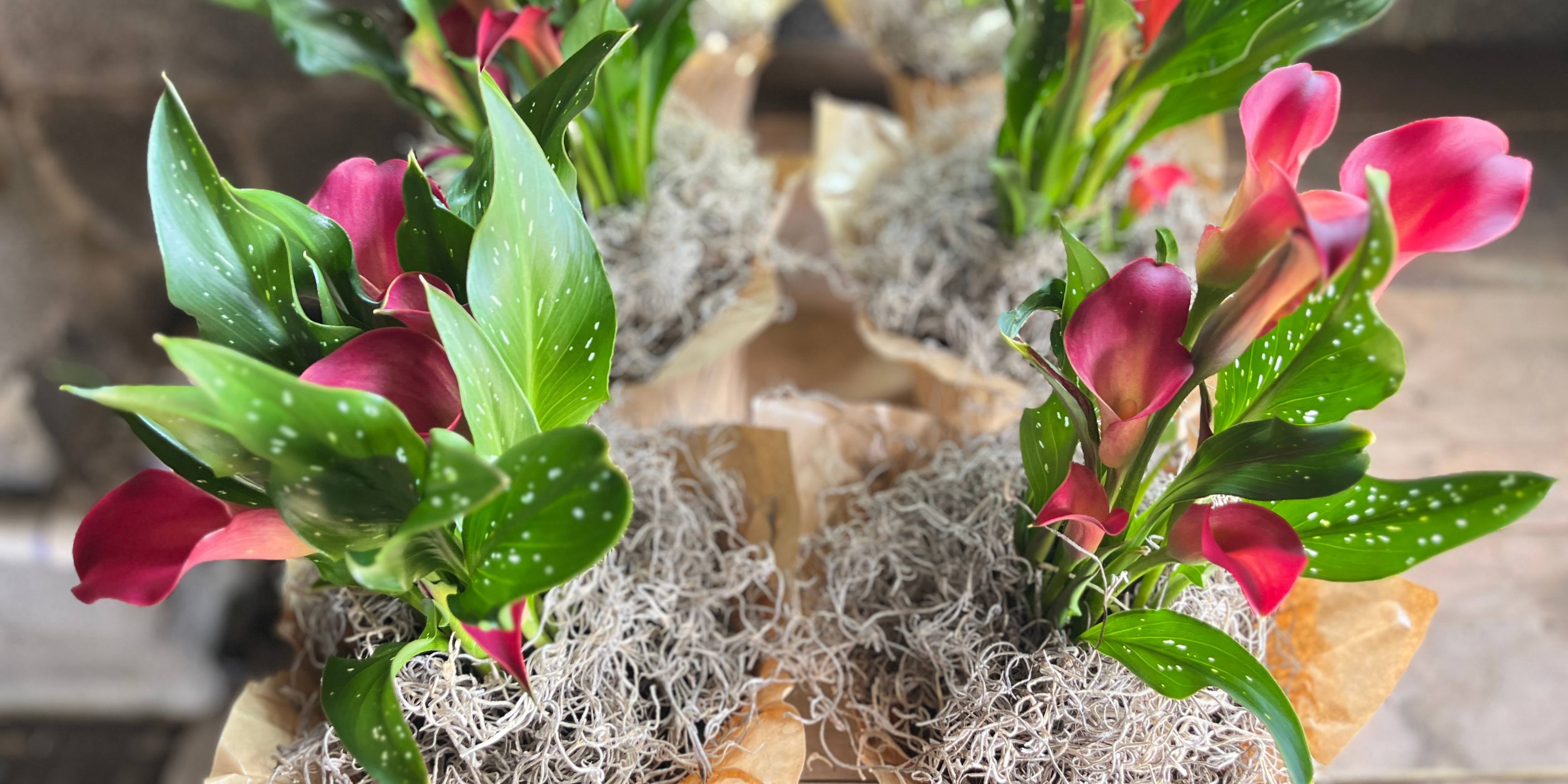 Vibrant potted Calla Lily in full bloom with lush green leaves in a stylish indoor setting.