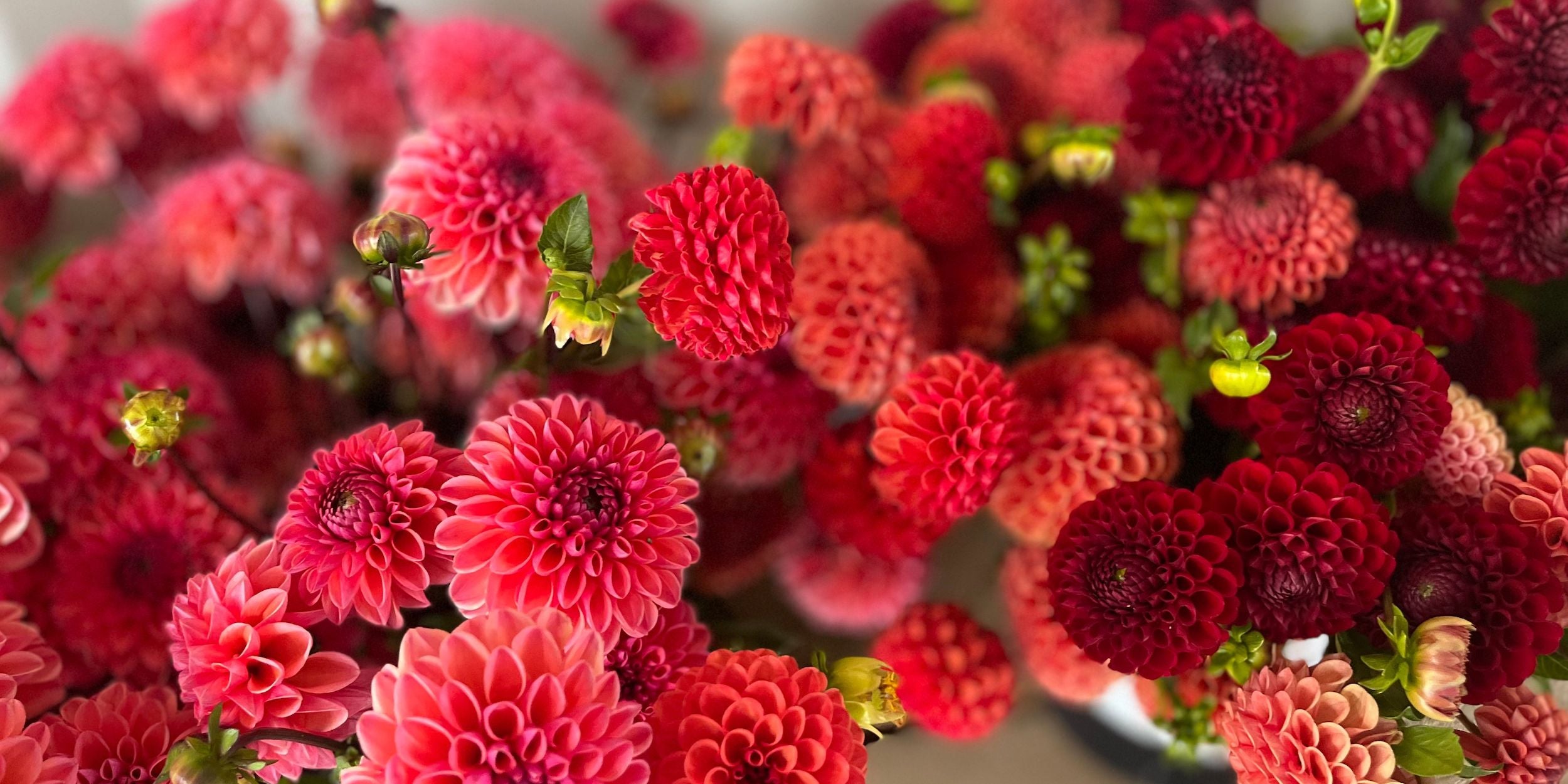 Dahlias at Rooted Flowers.