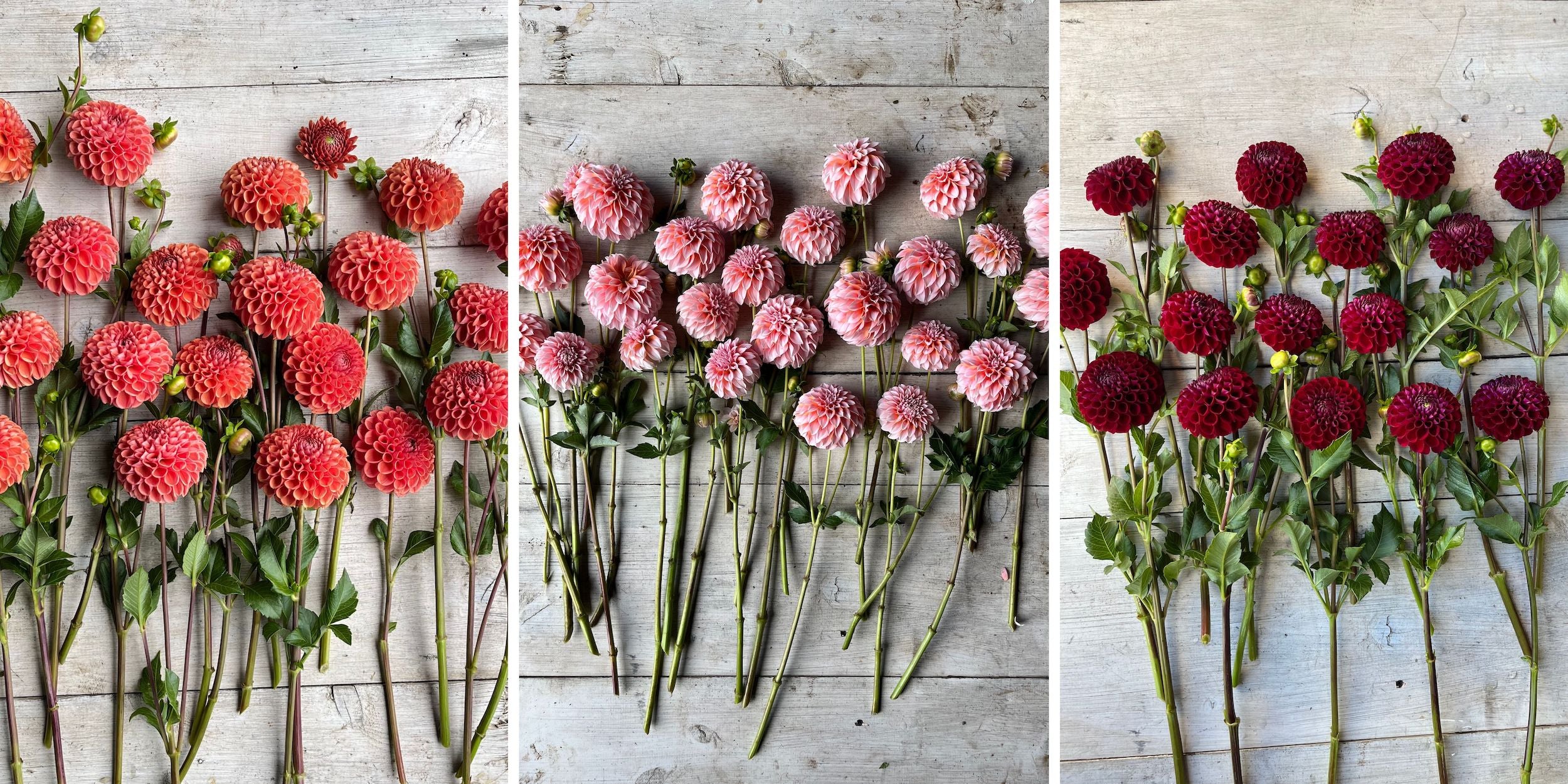 Dahlias grown at Rooted Flowers.