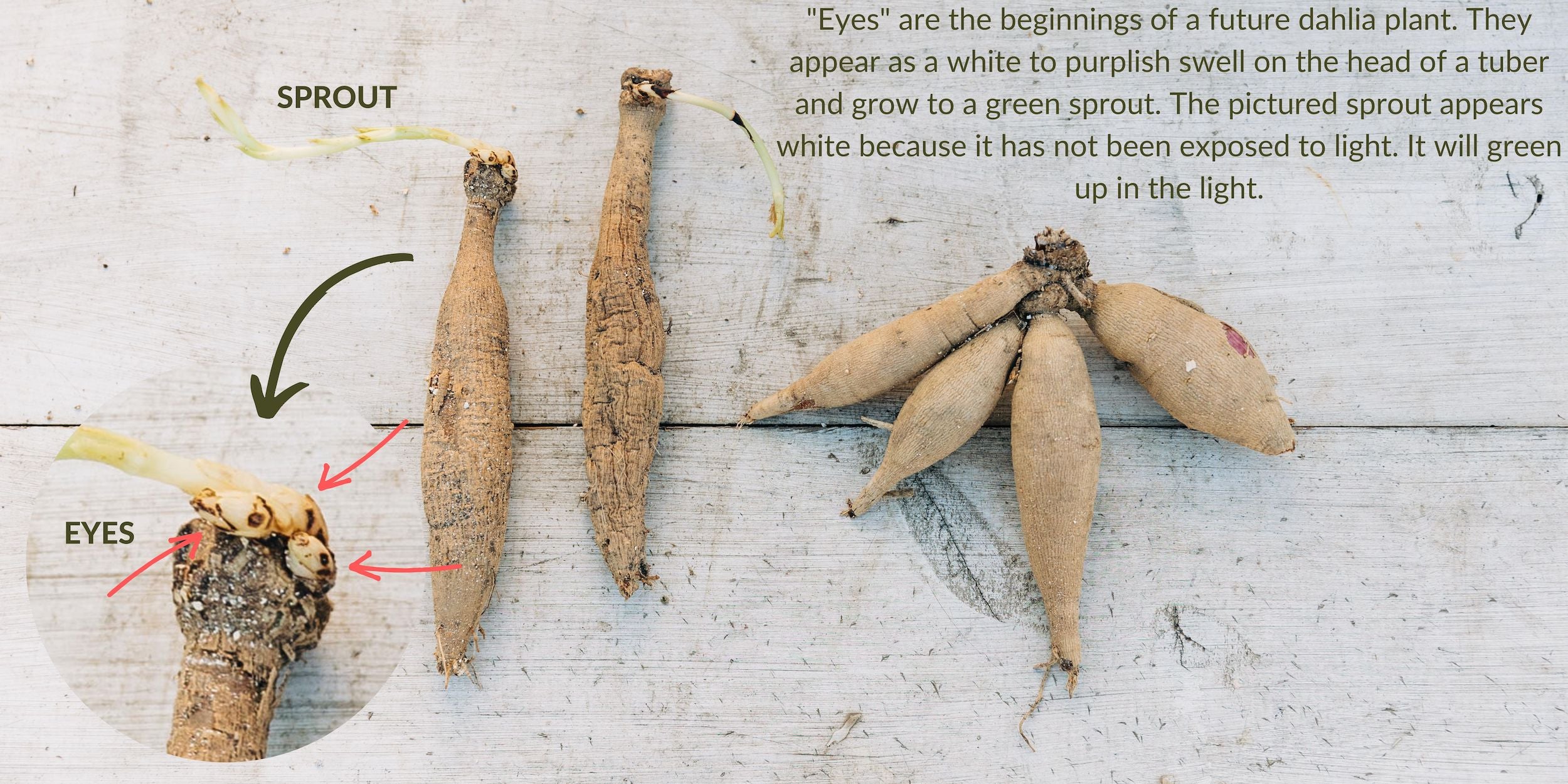 Eye development on dahlia tubers.