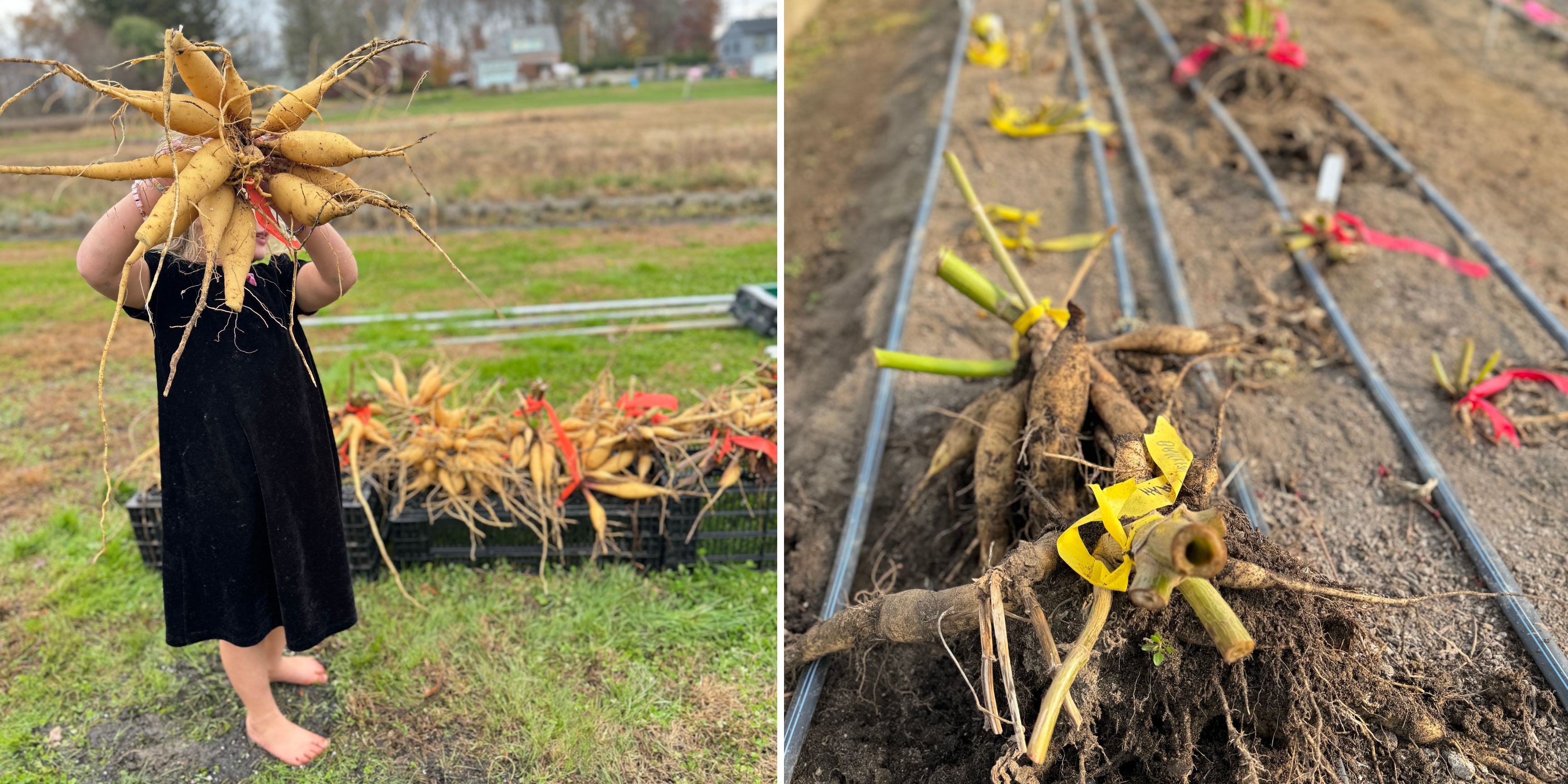 Clumps of dahlia tubers