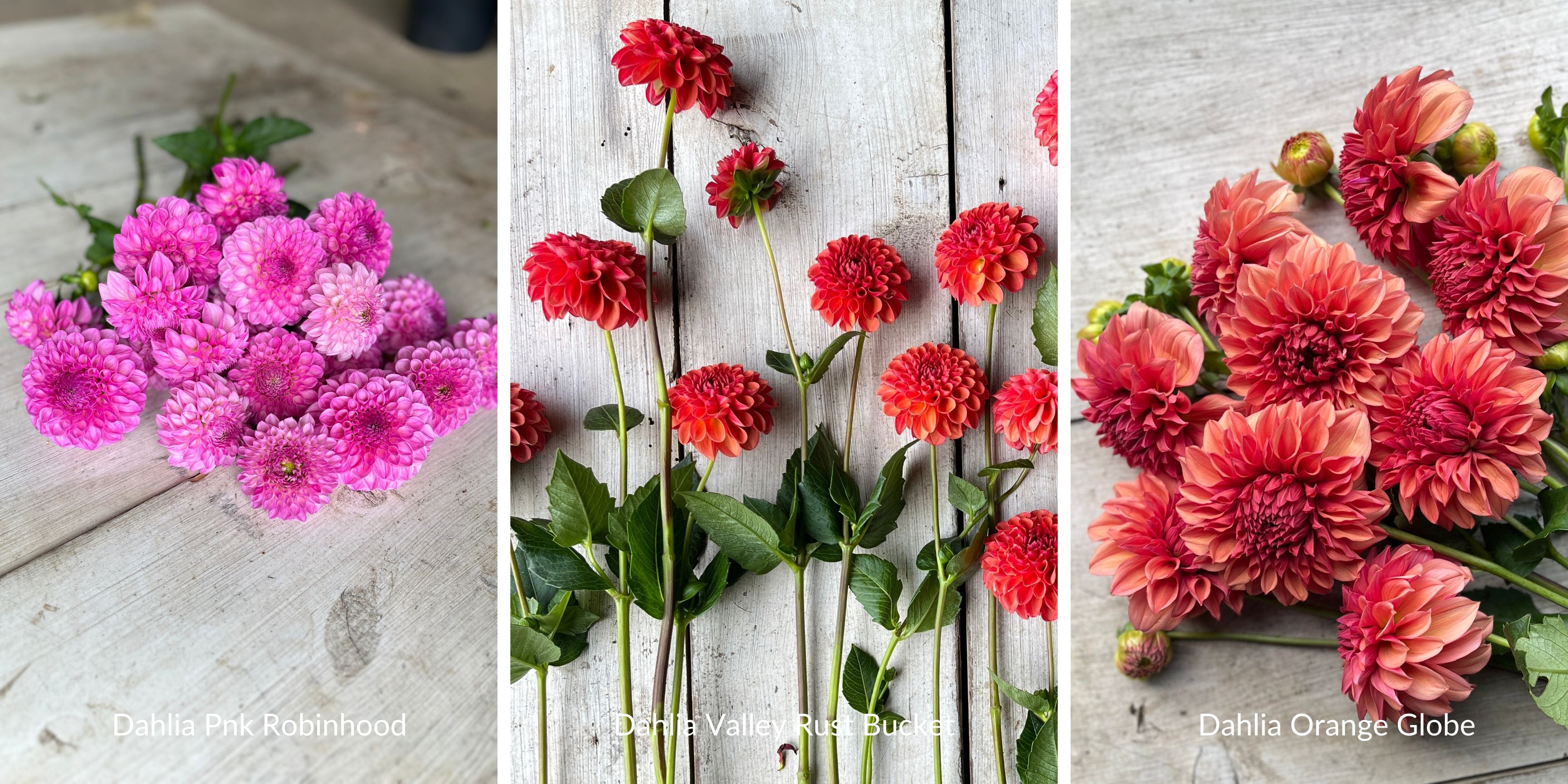 New dahlia introductions at Rooted Flowers.