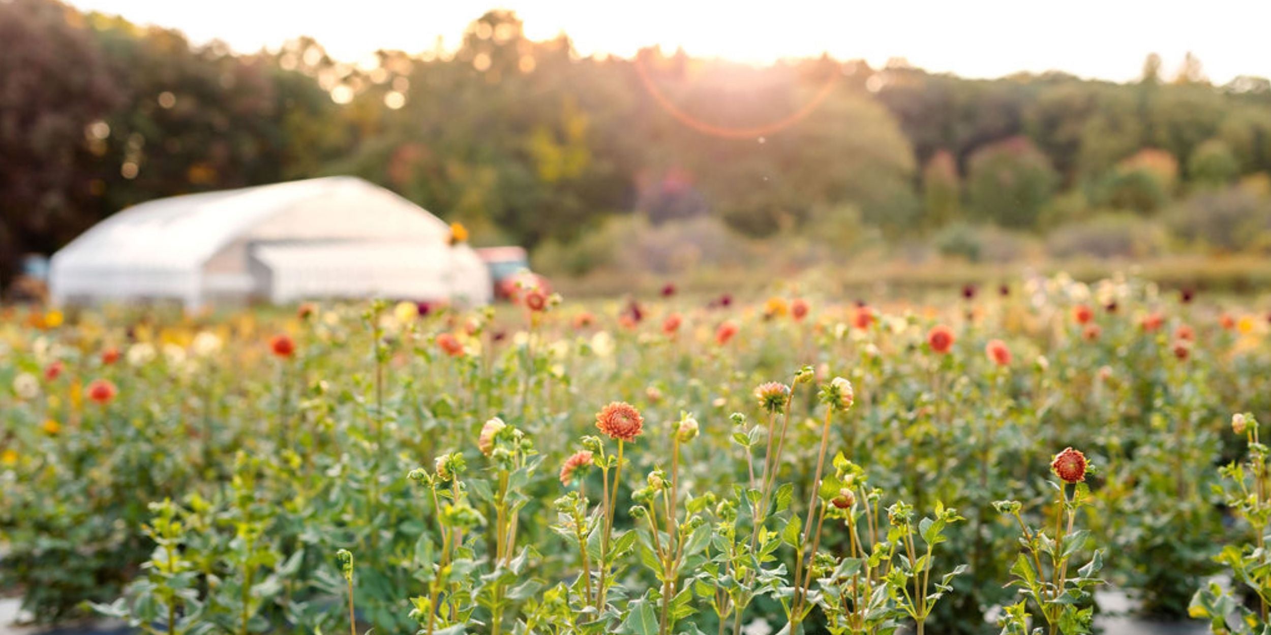 Field of dahlias at Rooted Flowers.