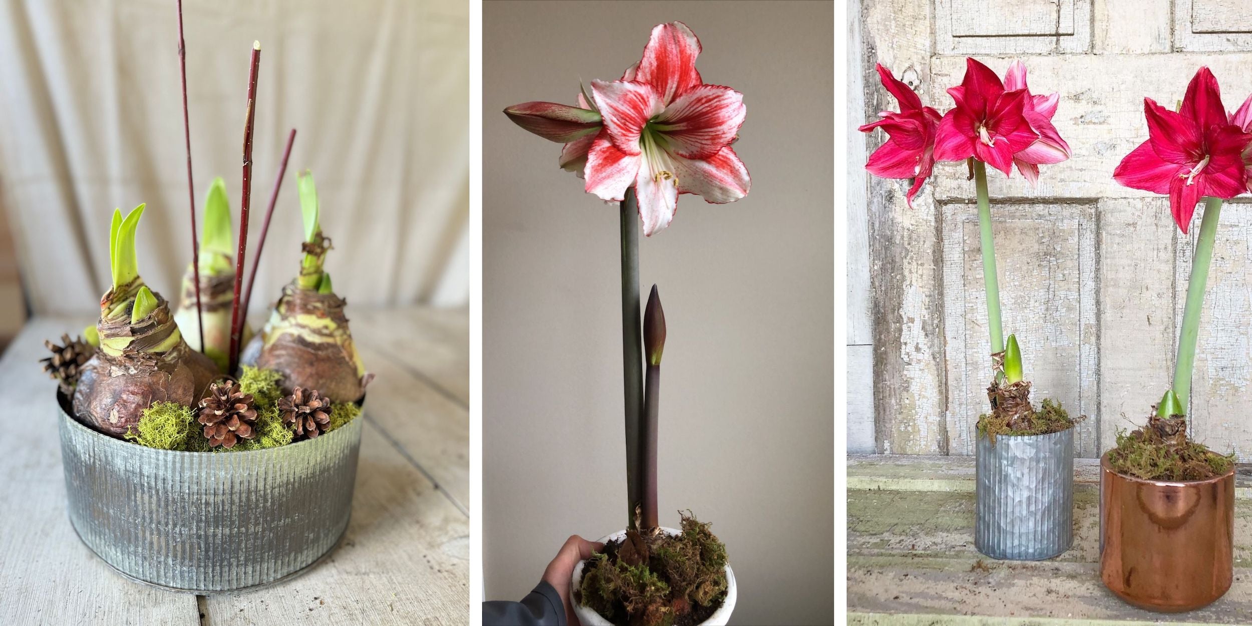 blooming amaryllis