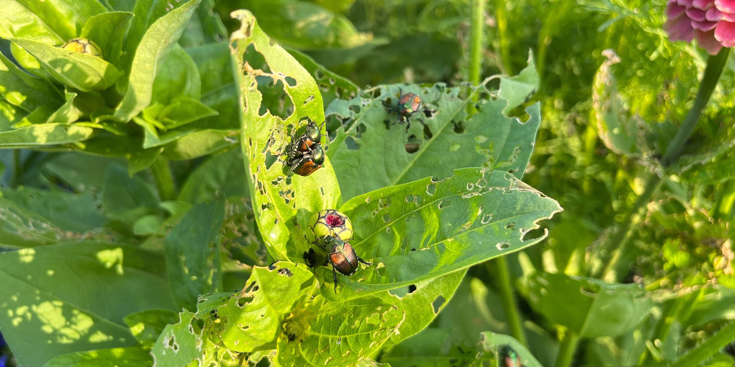 Japenese beetles on zinnia plant