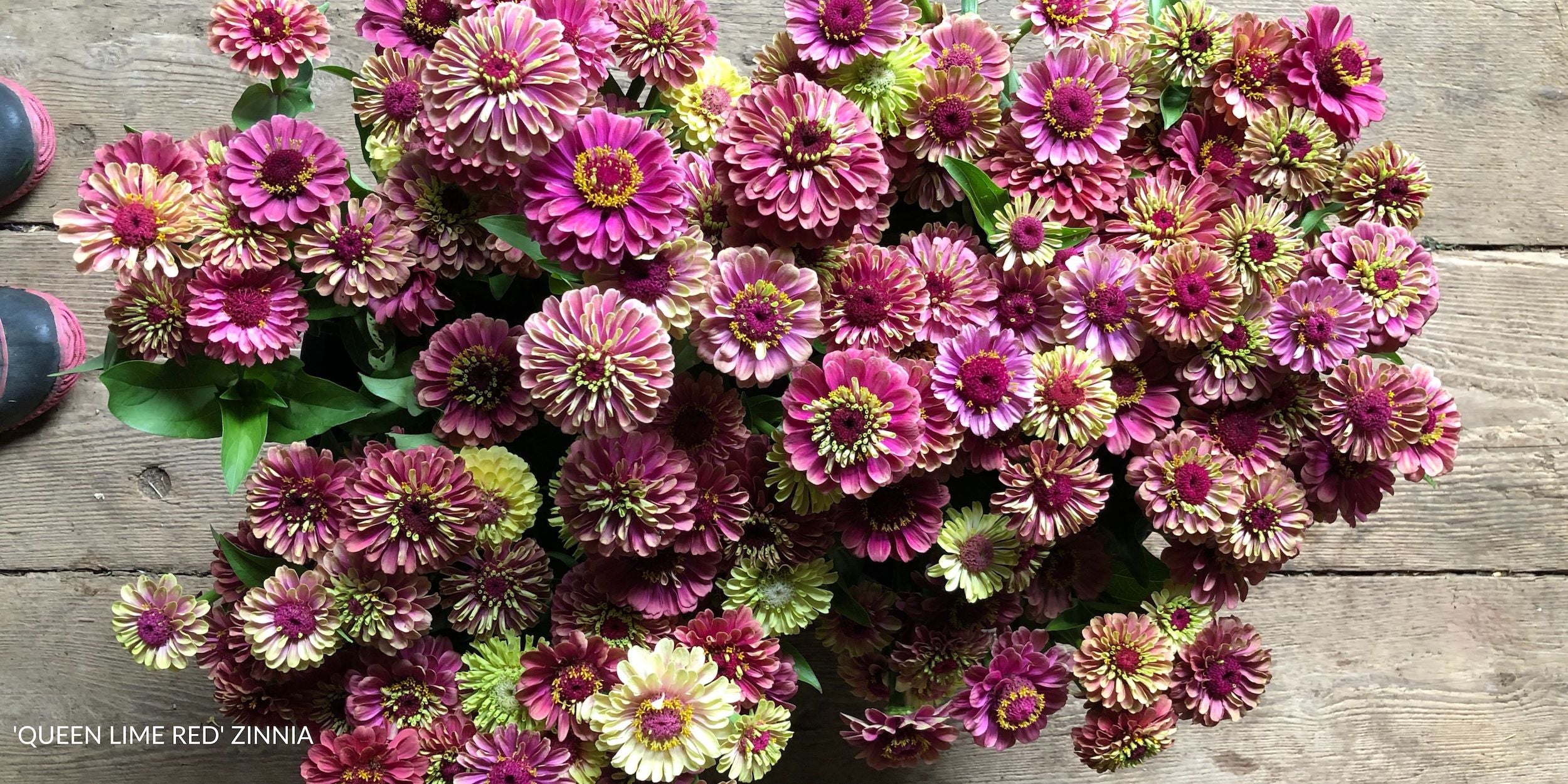 QUEEN LIME RED ZINNIA