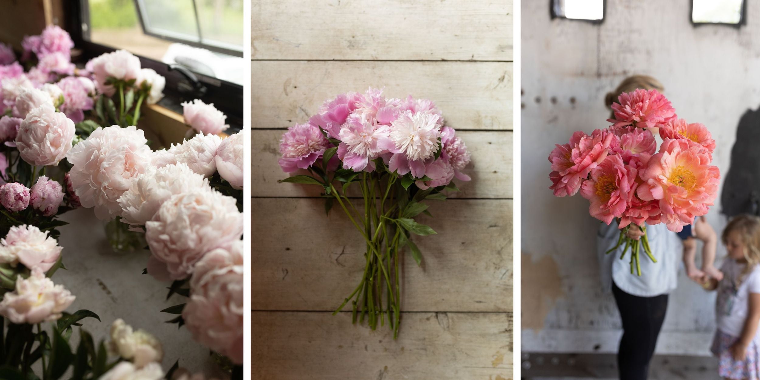 peonies at rooted flowers