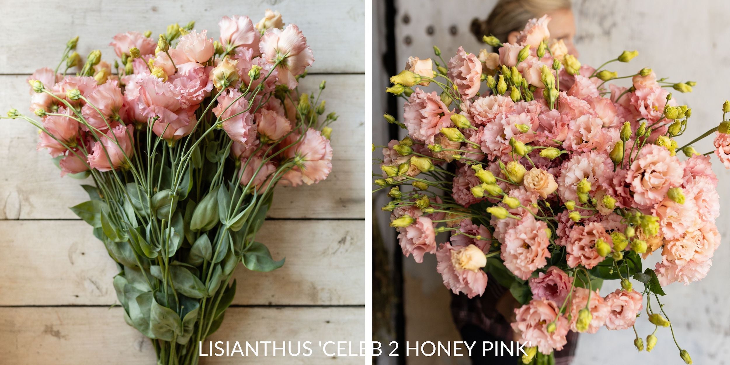Lisianthus flowers in full bloom, displaying their delicate, ruffled petals and soft, varied colors.