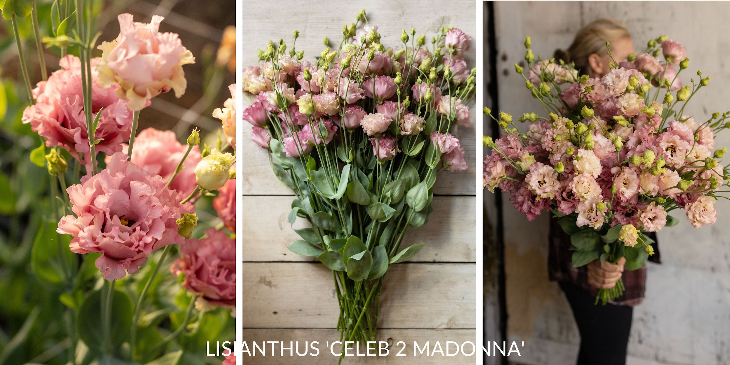 Lisianthus flowers in full bloom, displaying their delicate, ruffled petals and soft, varied colors.
