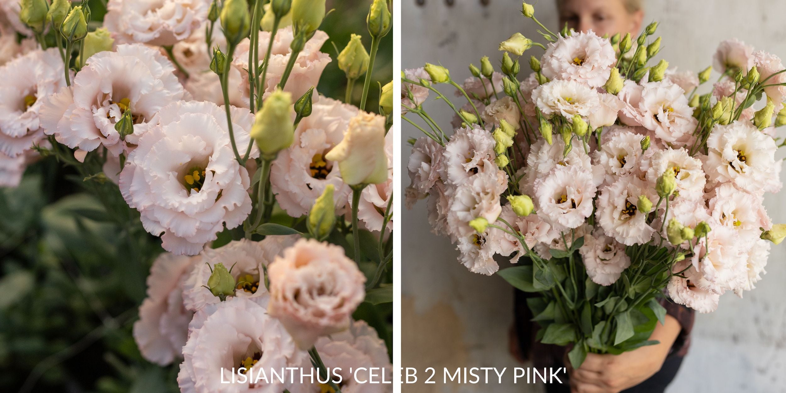 Lisianthus flowers in full bloom, displaying their delicate, ruffled petals and soft, varied colors.