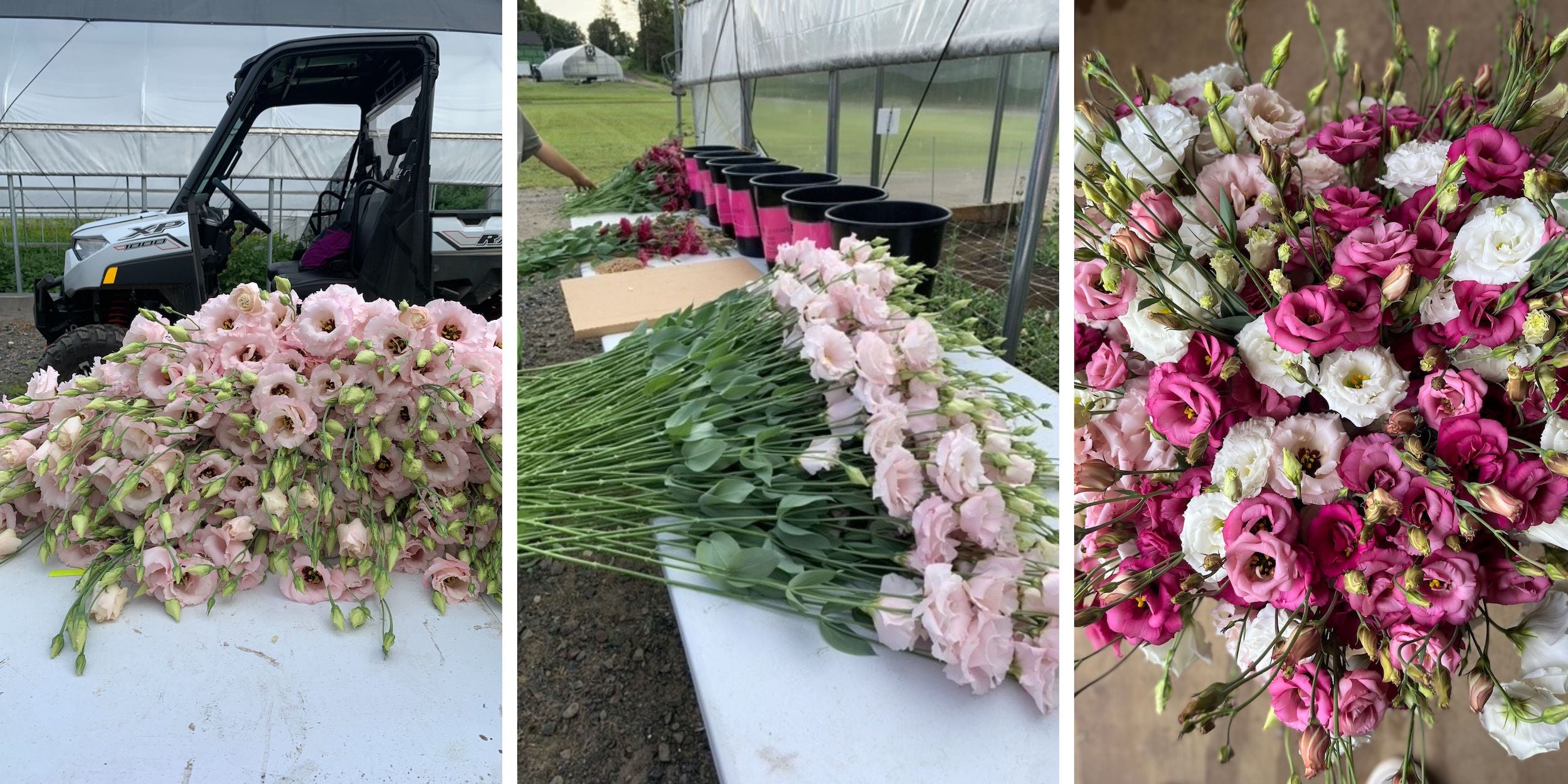 Lisianthus flowers in full bloom, displaying their delicate, ruffled petals and soft, varied colors.