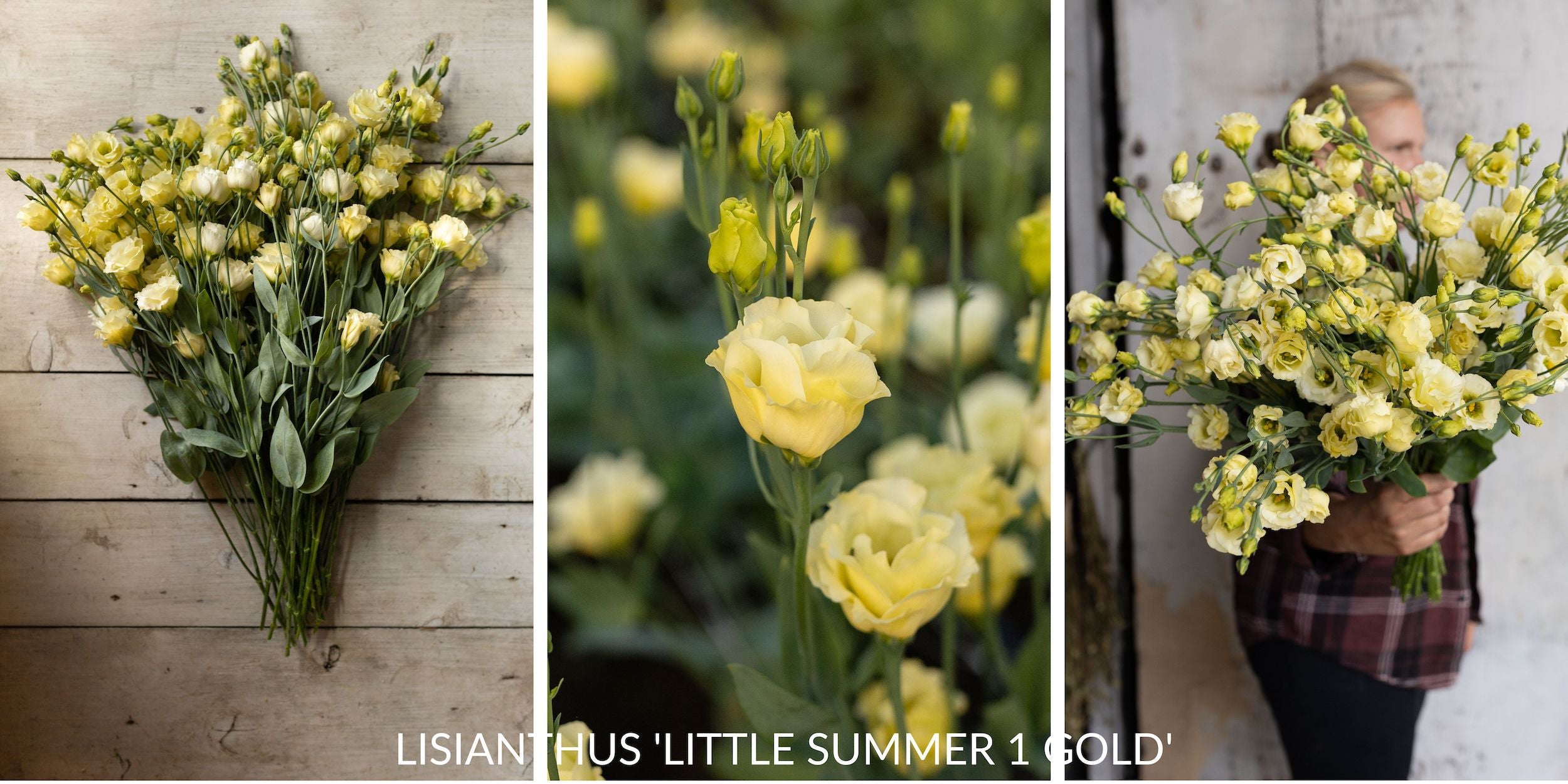 Lisianthus flowers in full bloom, displaying their delicate, ruffled petals and soft, varied colors.