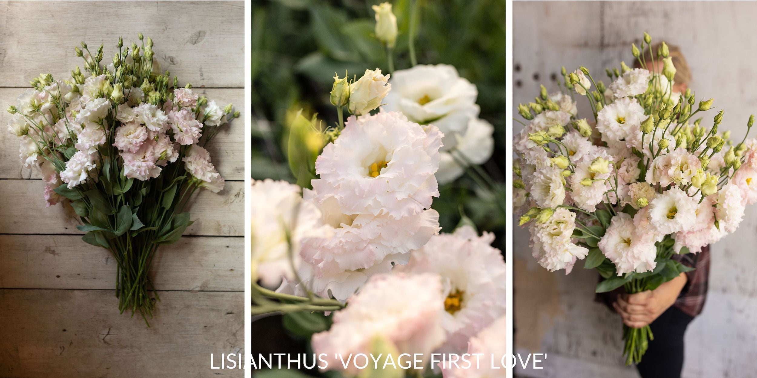 Lisianthus flowers in full bloom, displaying their delicate, ruffled petals and soft, varied colors.