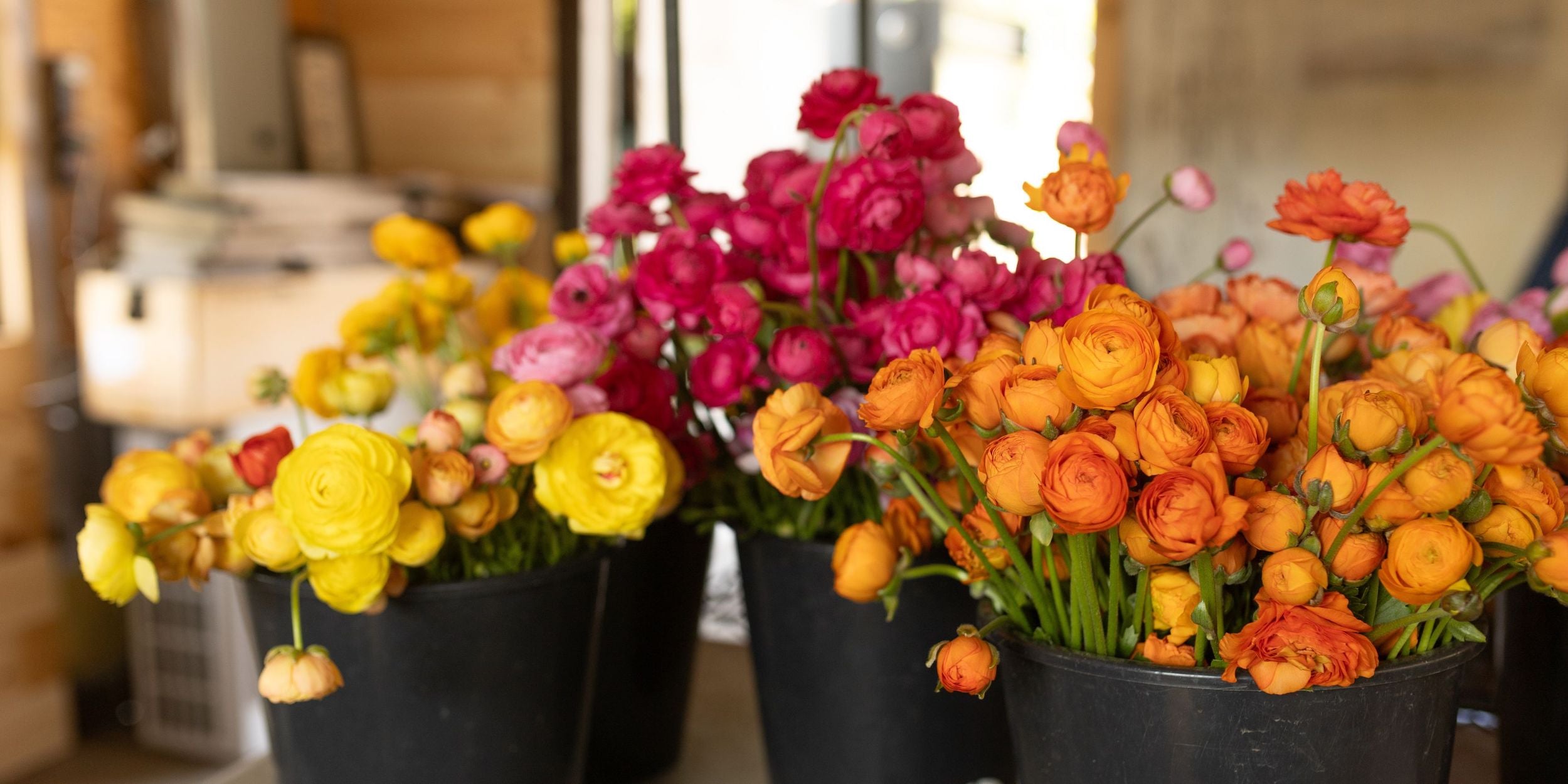 Rooted flowers ranunculus