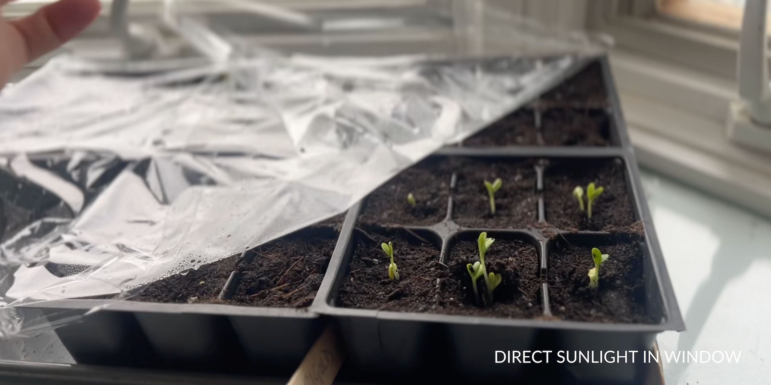 Seedlings sprouting at Rooted Flowers.