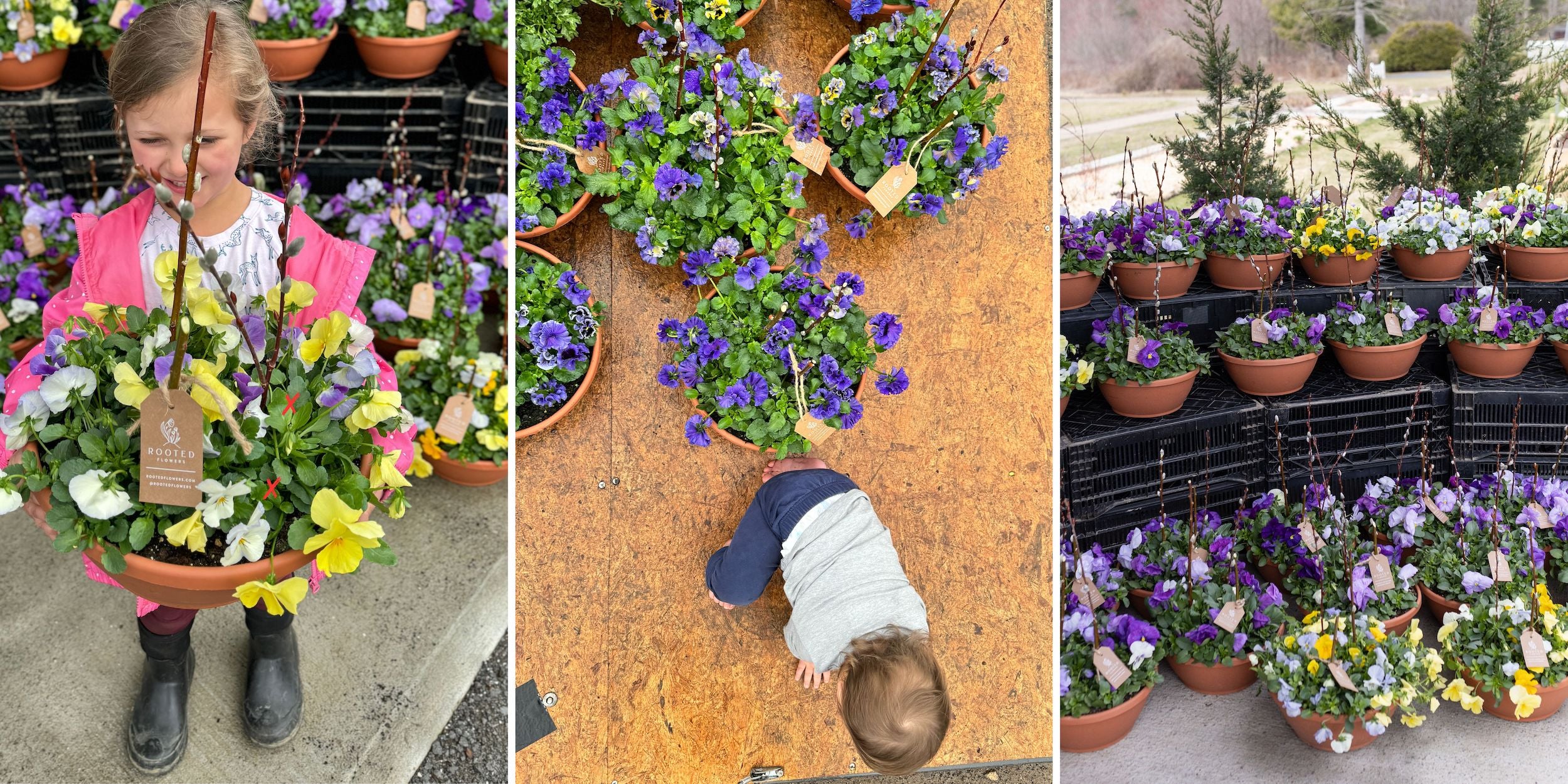 rooted flowers pansy pots