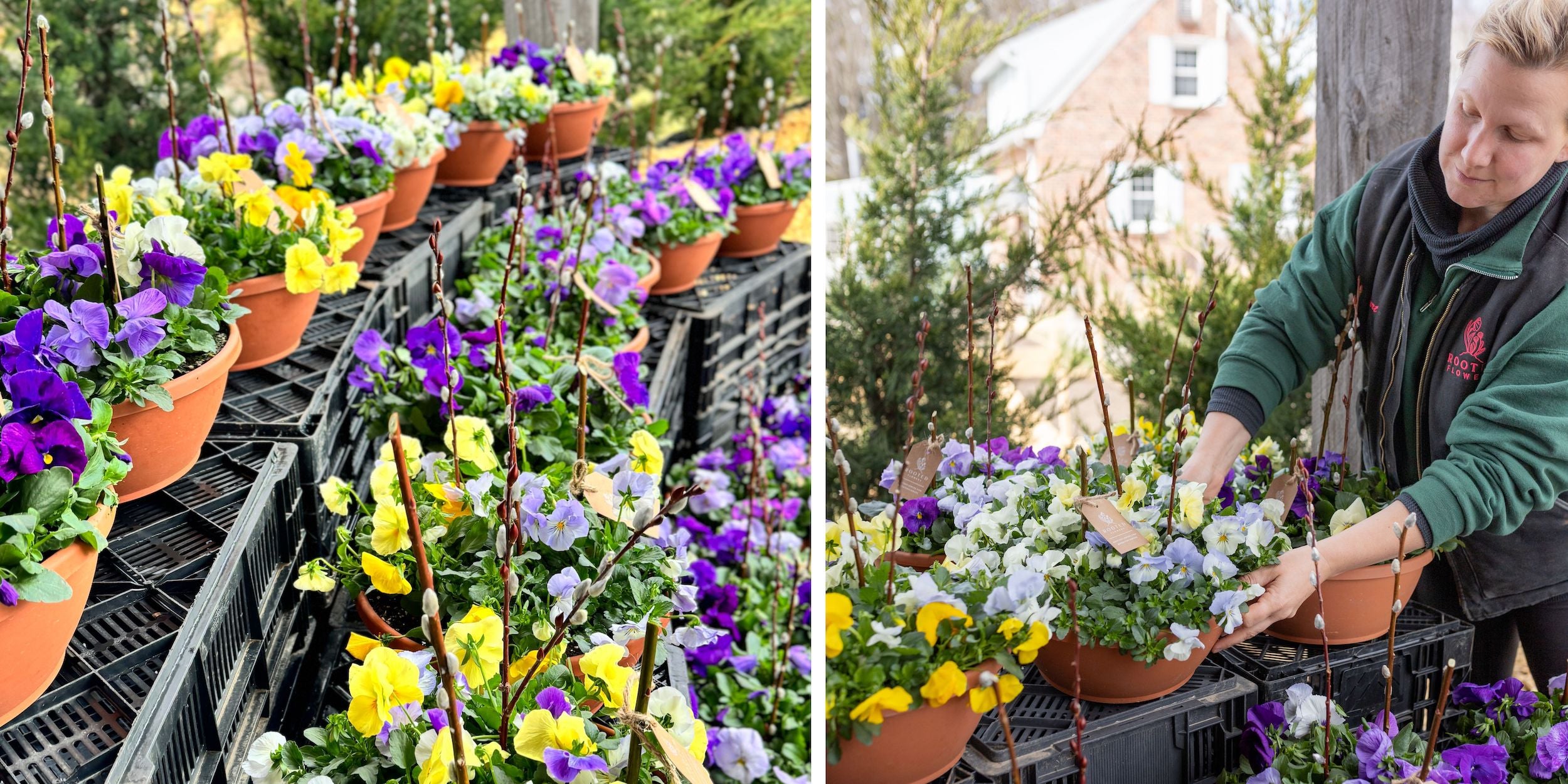 pansy pots at rooted flowers